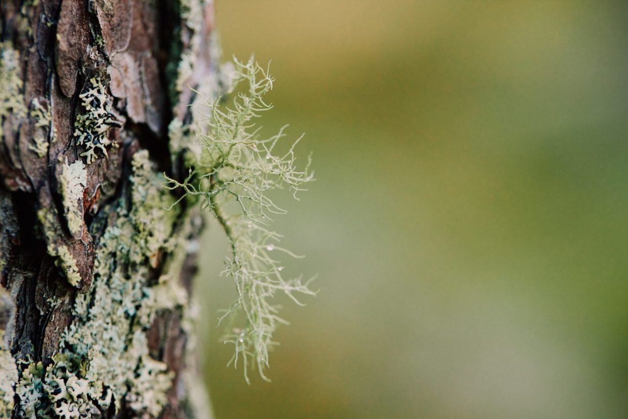 Honka wood living from Finland