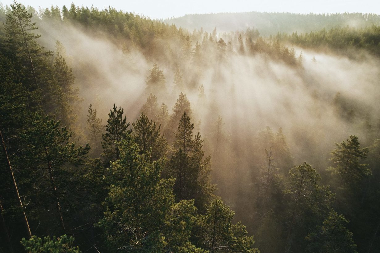 Honka sustainability